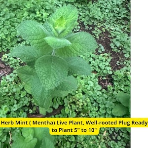 Herb Mint Plant – Mentha Live Well-Rooted Plug 5–10in | Fresh Culinary Herb for Garden, Patio, or Kitchen – Ships from USA