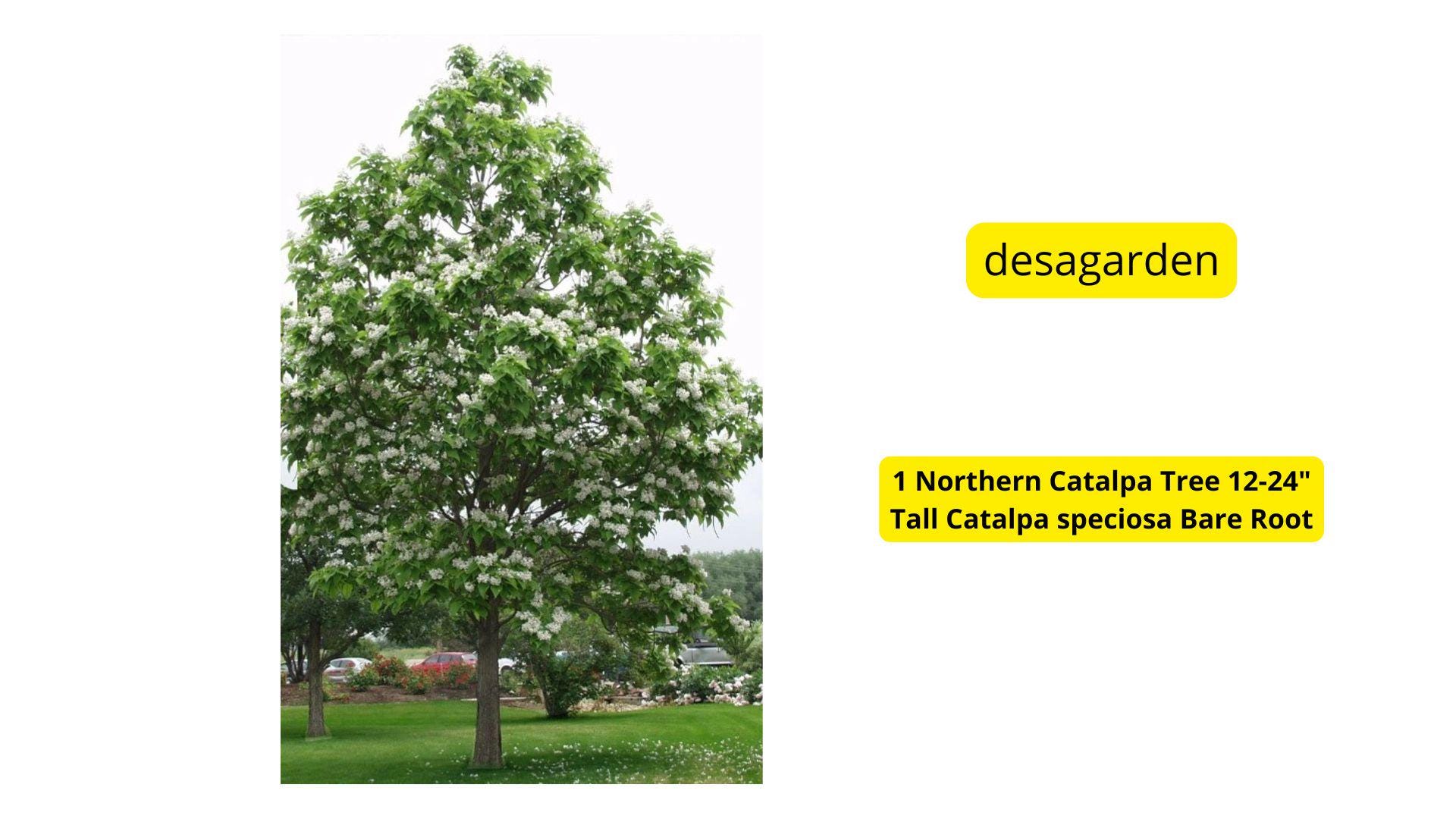 1 Northern Catalpa Tree 12-24