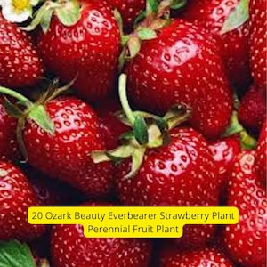 20 Ozark Beauty Strawberry Plants – Everbearer Perennial Fruit | Bare Root Live Plants for Garden or Containers – Ships from USA
