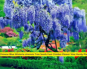 5 Chinese Blue Wisteria Seeds – Fast-Growing Vine, Fragrant Blooms