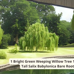 May include: A bright green weeping willow tree, Salix Babylonica, with a height of 14-24 inches. The tree is set against a backdrop of lush green trees and a grassy landscape. The image includes text that reads "1 Bright Green Weeping Willow Tree 14-24in Tall Salix Babylonica Bare Root."