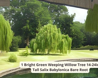 Weeping Willow Tree: Live Salix babylonica Bare Root Plant, Fast Growth