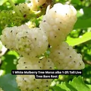 1 White Mulberry Tree – Morus alba Live Tree 1–2 ft Tall | Bare Root Edible Fruit Tree for Wildlife & Shade – Ships from USA