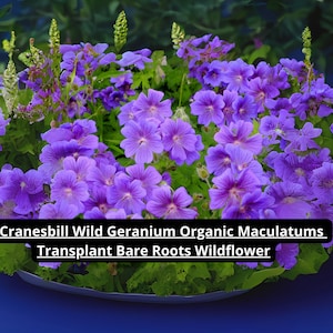10 Wild Geranium Bare Roots – Organic Cranesbill Maculatum – Native Wildflower for Shade Gardens – USA Grown Bare Root Plants