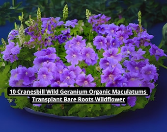 10 Wild Geranium Bare Roots – Organic Cranesbill Maculatum – Native Wildflower for Shade Gardens – USA Grown Bare Root Plants