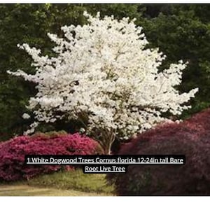 May include: A white flowering dogwood tree, Cornus florida, stands tall with a full canopy of white blossoms. The tree is approximately 12-24 inches tall. The base is surrounded by red and green foliage.