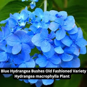 5 Blue Hydrangea Live Plant – Hydrangea macrophylla | Old-Fashioned Variety Bush for Garden or Container | Ships from USA Nursery