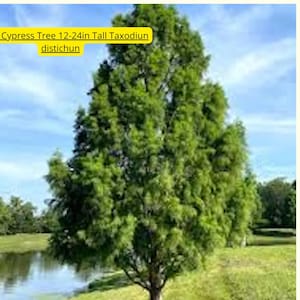1 Bald Cypress Tree – Taxodium distichum Live Plant 12–24in | Native Deciduous Conifer for Wet or Dry Sites – Ships from USA