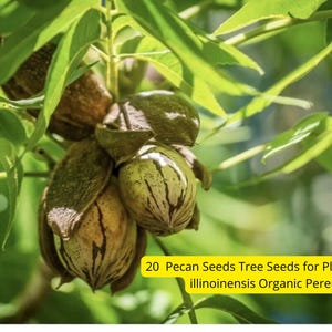 20 Organic Pecan Tree Seeds - USA Grown Carya illinoinensis