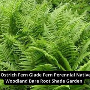 3 Ostrich Fern Bare Roots: Native Woodland Shade Plant