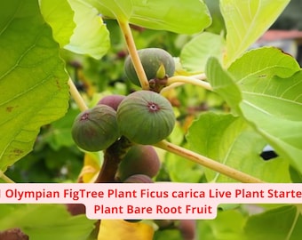 1 Olympian Fig Tree Live Plant – Ficus carica Starter | Bare Root Fruit Tree for Planting | Cold Hardy Edible Garden Plant – Ships from USA