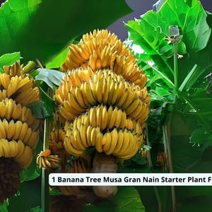 1 Banana Tree – Musa ‘Grand Nain’ Starter Plant | Live Fruit Tree for Outdoor Garden or Container – Edible Tropical Plant – USA Grown