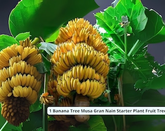 Live Grand Nain Banana Tree: Tropical Edible Fruit Plant - USA Grown
