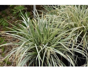3 Aztec Grass Bare Roots – Liriope muscari ‘Aztec’