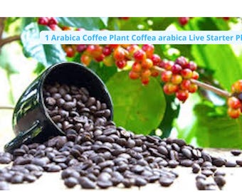 Arabic Coffee Plant Starter: Coffea Arabica, Tropical Houseplant