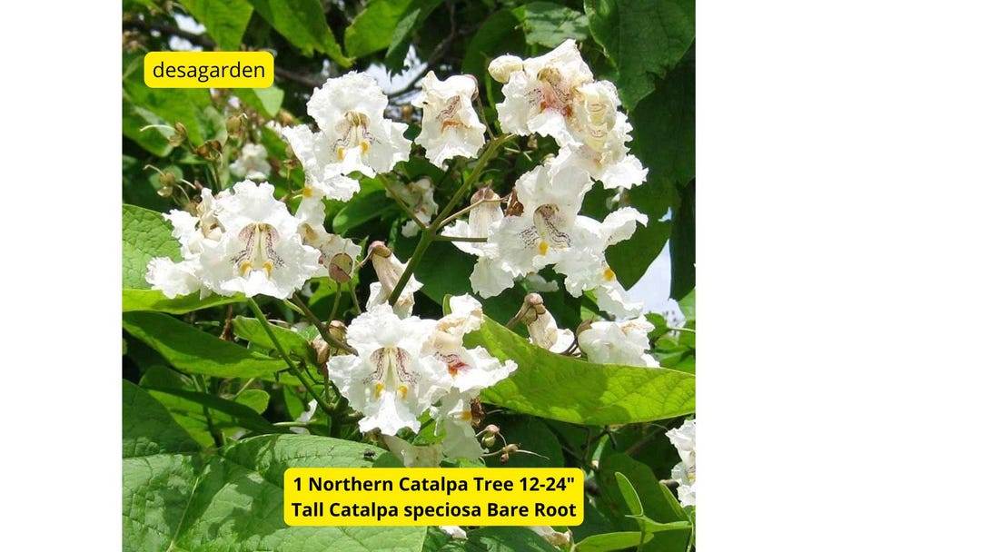 1 Northern Catalpa Tree 12-24