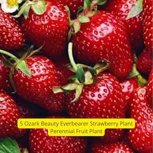 5 Ozark Beauty Strawberry Plants – Everbearer Perennial Fruit | Bare Root Live Plants for Garden or Containers – Ships from USA