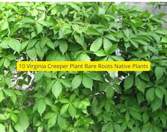 10 Virginia Creeper Vines: Hardy Bare Root Climber