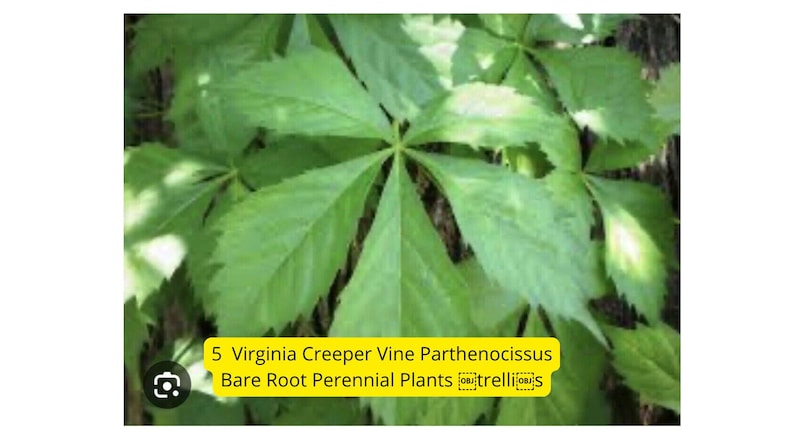 5 Virginia Creeper Vines: Fast-growing Red Fall Foliage - Etsy