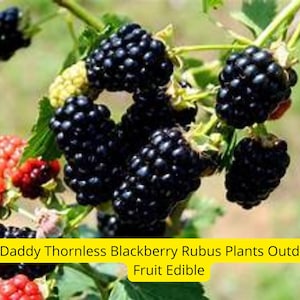 1 Big Daddy Thornless Blackberry Plant – Live Rubus Plant | Edible Fruit Bush for Outdoor Garden – Easy Grow – Ships from USA