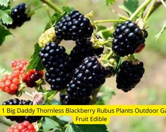 May include: Close-up of a blackberry plant with ripe, dark purple berries. The image shows clusters of blackberries, some still developing, with green leaves and stems. The text at the bottom reads "1 Big Daddy Thornless Blackberry Rubus Plants Outdoor Garden Fruit Edible."