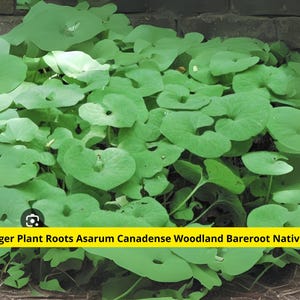 10 Wild Ginger Bare Root Plants – Asarum Canadense – Native Woodland Groundcover – Shade-Loving Wildflower – USA Grown Roots