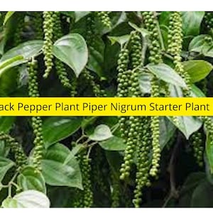 May include: Image of a black pepper plant with green leaves and pepper berries. The text "1 Black Pepper Plant Piper Nigrum Starter Plant Plug" is displayed on a yellow background.