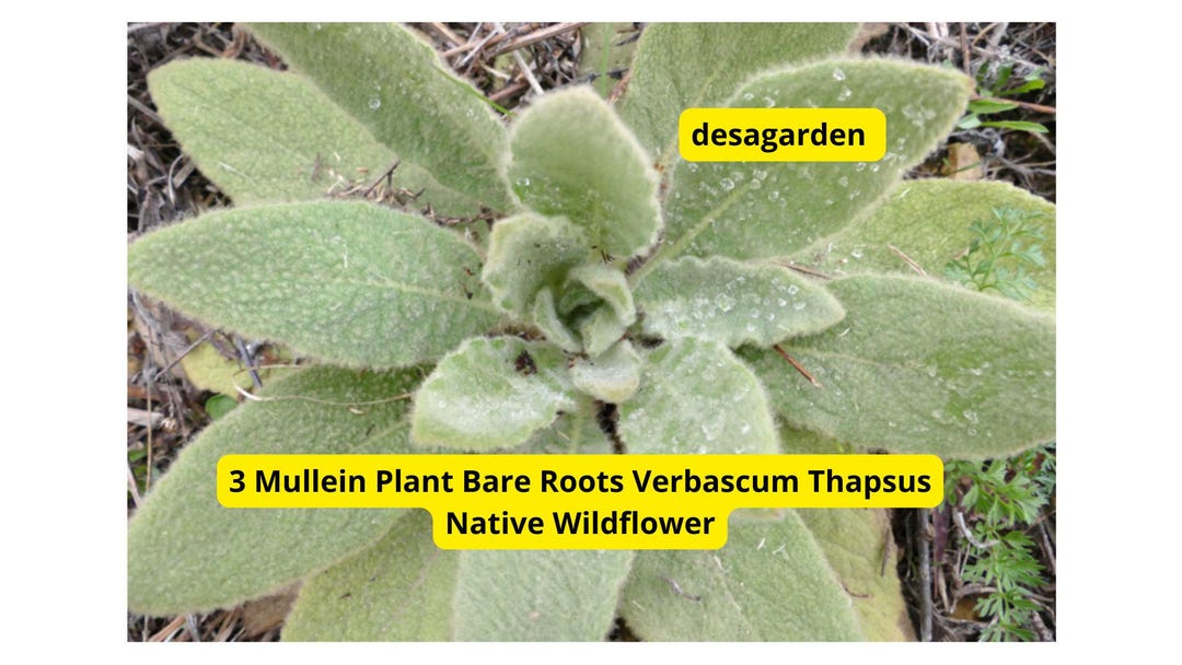 3 Mullein Bare Root Plants – Native Wildflower, Pollinator Garden - Etsy