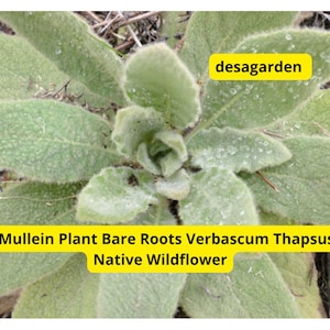 3 Mullein Bare Root Plants – Native Wildflower, Pollinator Garden