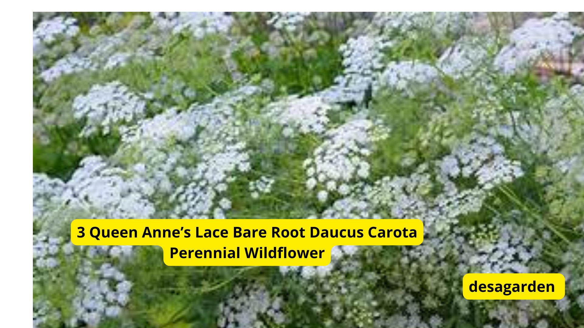 3 Queen Anne’s Lace (daucus Carota) Bare Root Perennial Wildflower ...