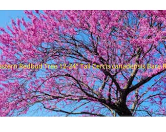 1 Eastern Redbud Tree 12-24" Tall Cercis canadensis Bare Root