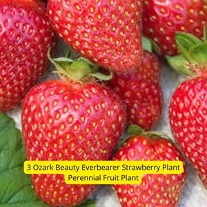 3 Ozark Beauty Strawberry Plants – Everbearer Perennial Fruit | Bare Root Live Plants for Garden or Containers – Ships from USA