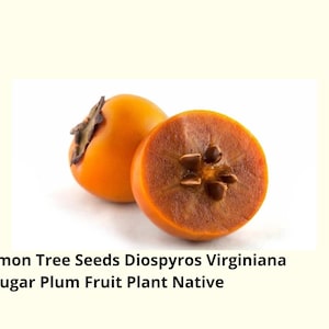 5 American Persimmon Tree Seeds – Diospyros virginiana | Native Sugar Plum Fruit Seeds | Grow Edible Fruit Tree – Ships from USA