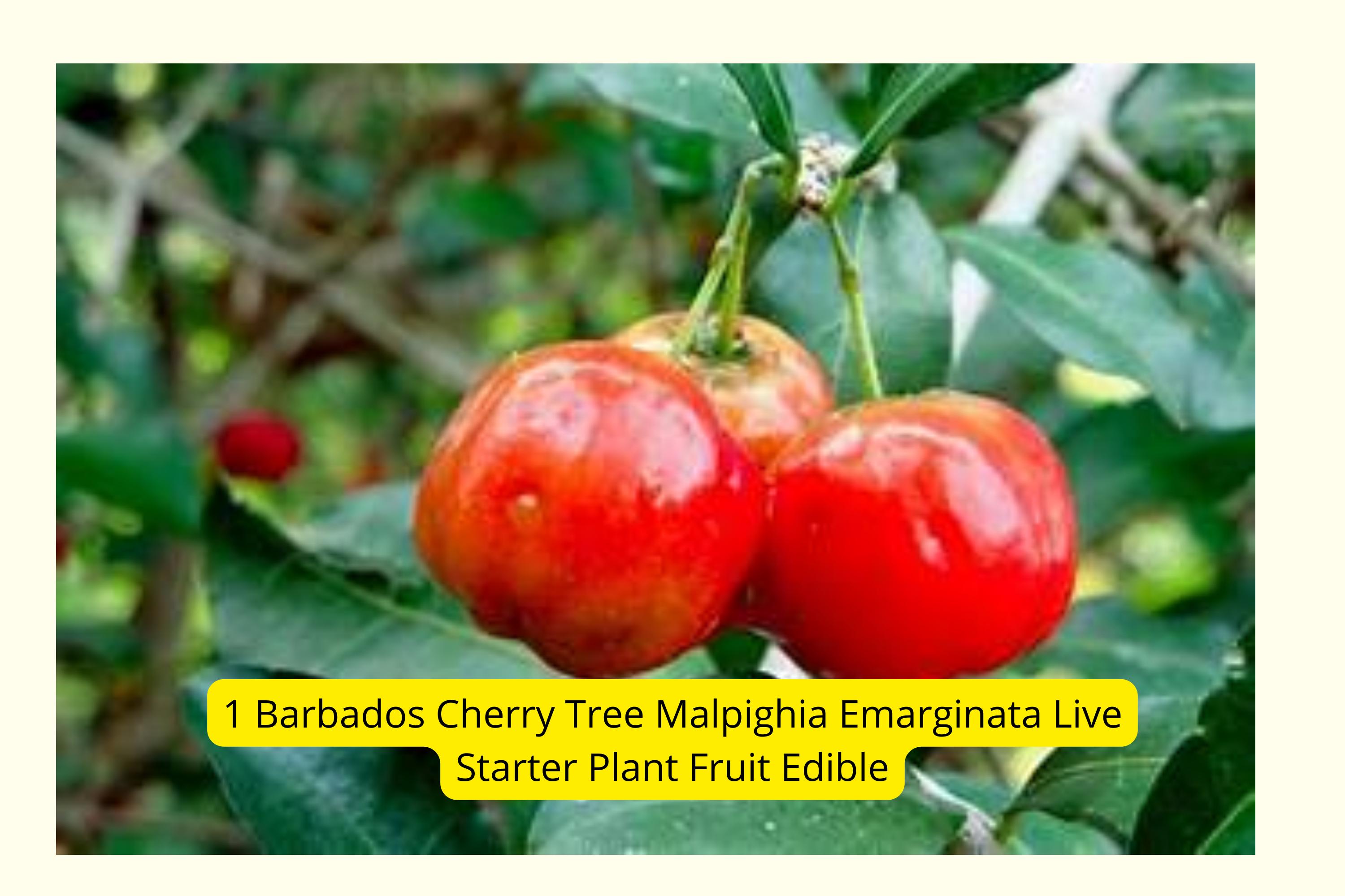 Barbados Cherry Tree – Malpighia Emarginata Live Starter Plant - Etsy