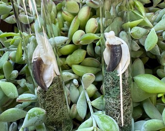 Taxidermy Curio Vials