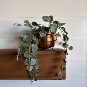 May include: A trailing plant with round, variegated green and silver leaves cascading from a polished copper pot. The metallic container features a dark, curved handle and rests on three small, black metal feet, creating a distinct contrast.