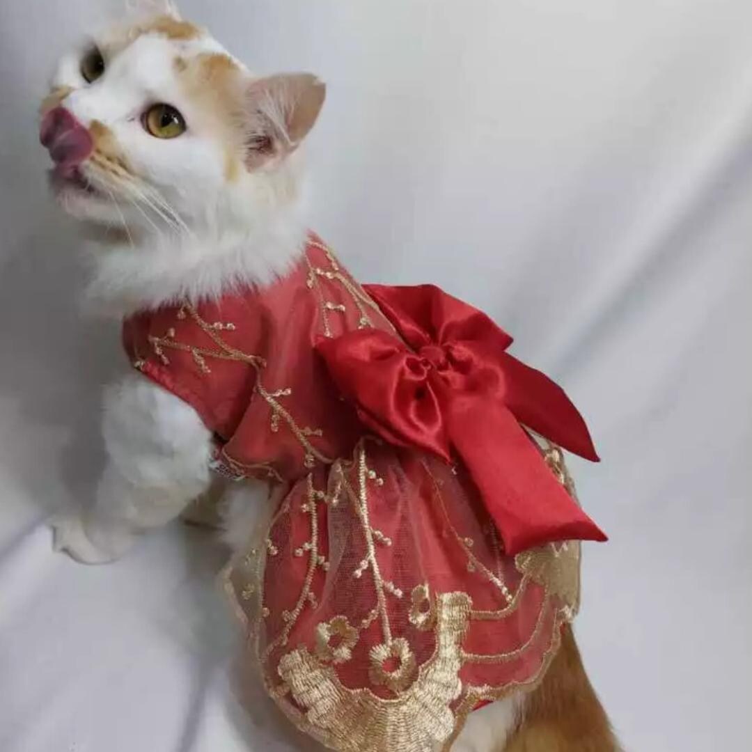 Funny Cat Wearing Kittens In Dresses Wedding Dress For Cat Cute