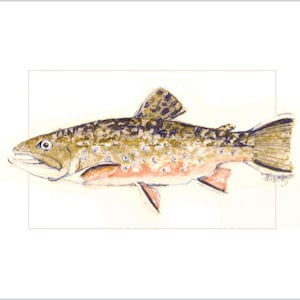 Brooke Trout Fish Art - Color Wash and Pencil Illustration for Wall Decor - Original Fish Art Limited Edition Reproduction