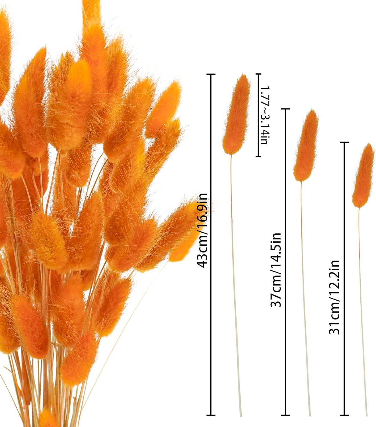 480 Pcs Bunny Tails Dried Flowers, Natural Dried Bunny Tails Grass ...