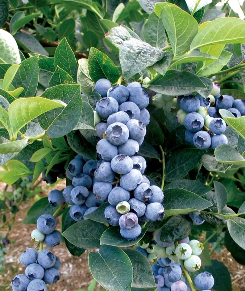 Blueberry Top Hat Live Plant 46 Inch Blueberry Plant Etsy