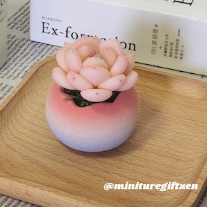 May include: A small, round, decorative succulent plant in a gradient pink and blue pot. The succulent has light pink petals. The pot sits on a wooden tray. The text "Ex-formon" is visible in the background.