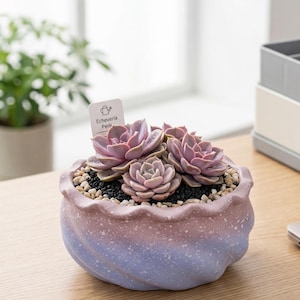 Maceta de cerámica arcoíris hecha a mano, mini maceta para suculentas, decoración colorida para escritorio, regalo de primavera, bienestar laboral para la vuelta al cole, compañero de escritorio, naturaleza