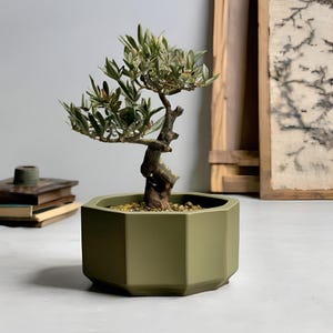 May include: A miniature bonsai tree with green and white foliage and a gnarled brown trunk. It's planted in an olive-green, hexagonal pot. The pot rests on a white surface, with books and artwork visible in the background.