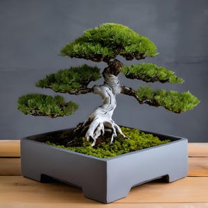 Small Square Bonsai Pot - Minimalist PLA Planter