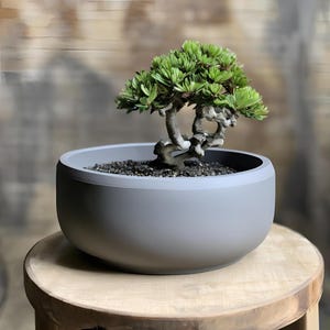 May include: A miniature bonsai tree with bright green leaves and a gnarled trunk is potted in a grey, rounded container. The pot rests on a light-coloured wooden stool, with a blurred wooden backdrop.