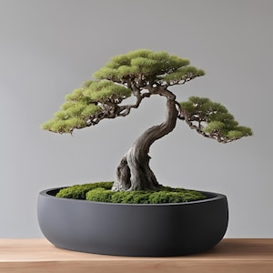 May include: A bonsai tree with green leaves and a twisted trunk in a dark grey, oval-shaped pot. The pot is filled with green moss. The background is a solid light grey colour, and the pot rests on a wooden surface.
