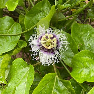 Passion fruit vine - Passiflora edulis - Starter plant
