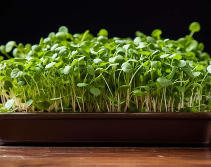 Fresh Arugula Microgreens – Bold Flavor & Gourmet Freshness
