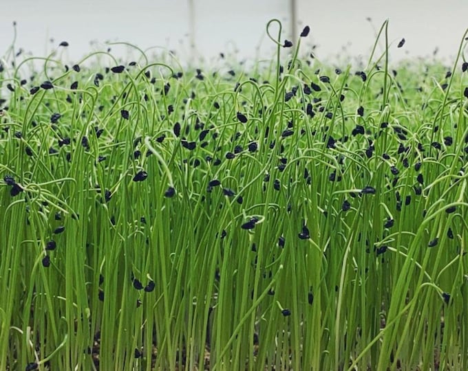 Organic Leek microgreens seeds