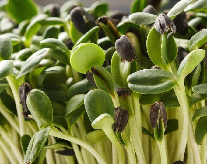 Fresh Sunflower Microgreens – Nutty, Crunchy & Full of Flavor